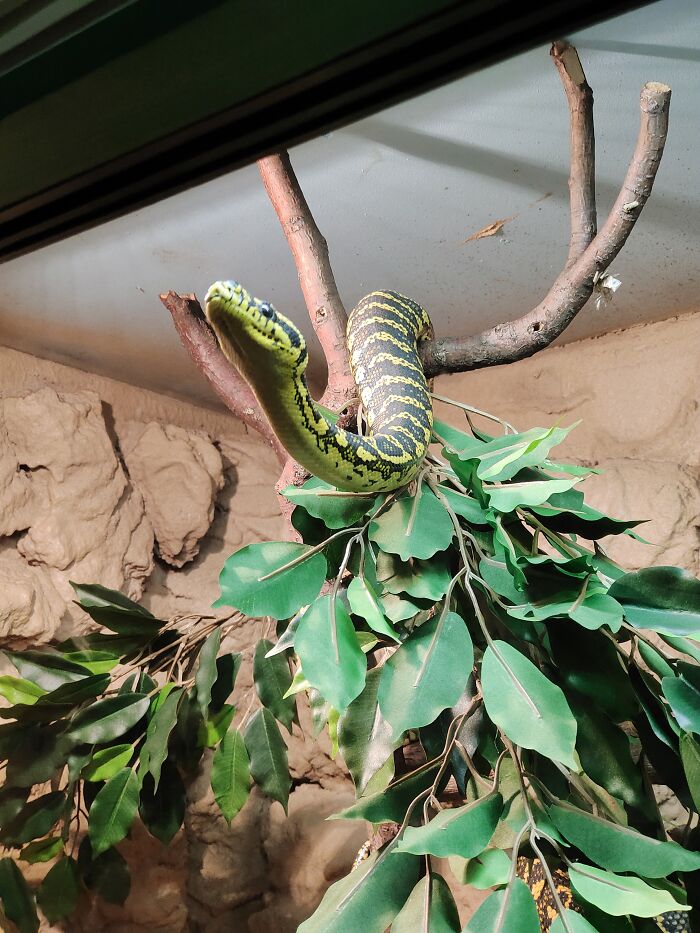 Friendly And Curious Snek. A Fairly Fast Mover Too 🐍