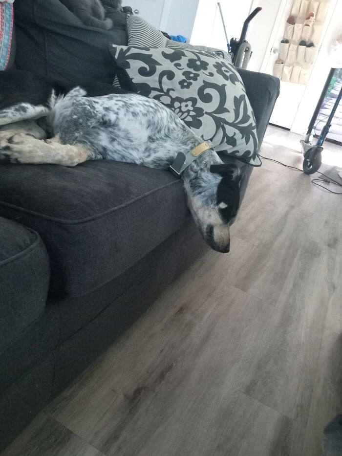 This Big Derp Sound Asleep