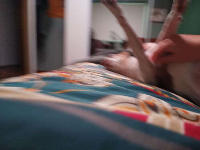 My Dog Kicked The Phone When He Was Turning Over