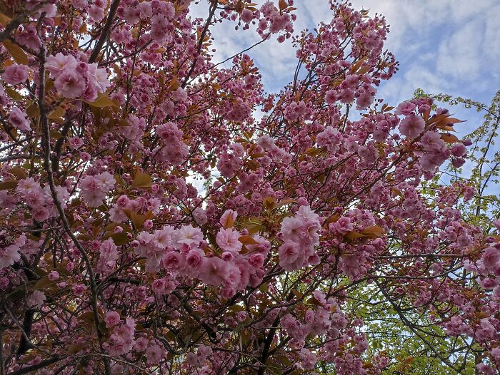 Springtime In Prague (Czech Rep.)