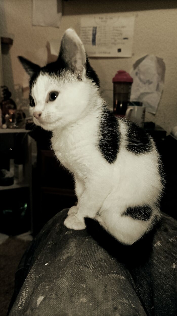 Her Majesty Majesting.