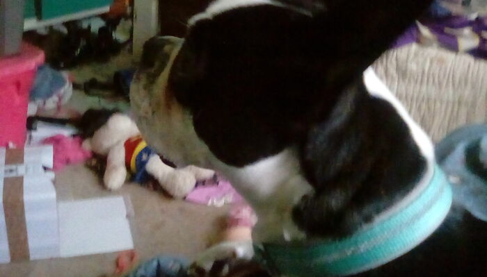 The Culprit Of The Mess In The Background