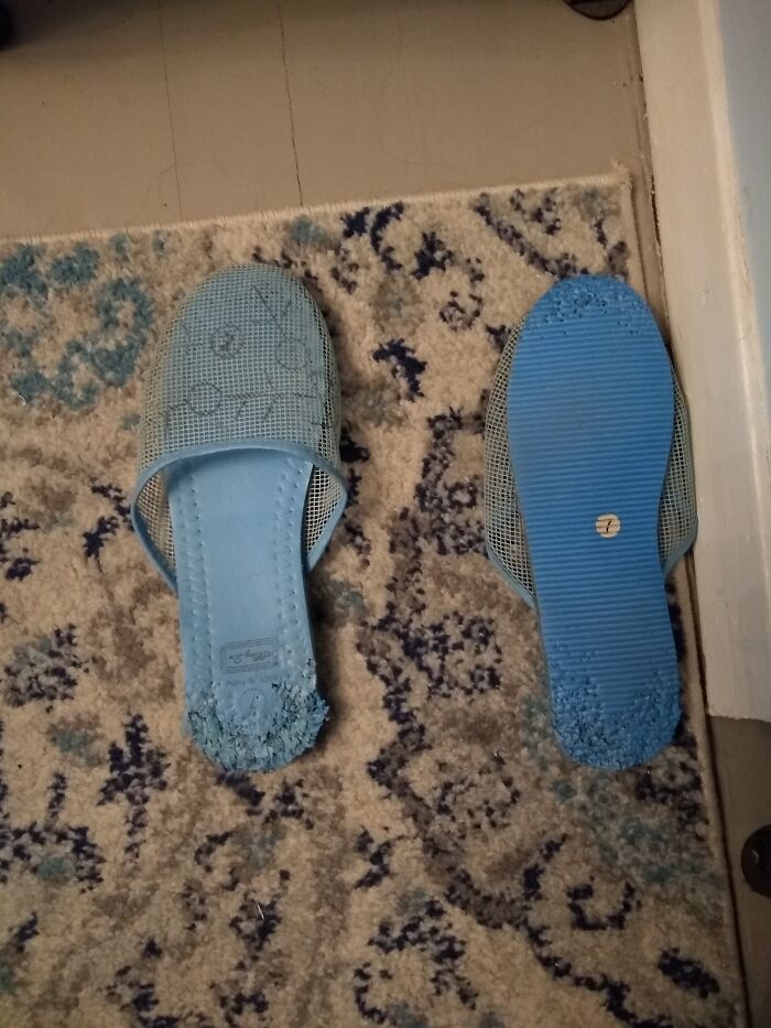 Would You Believe Cats?