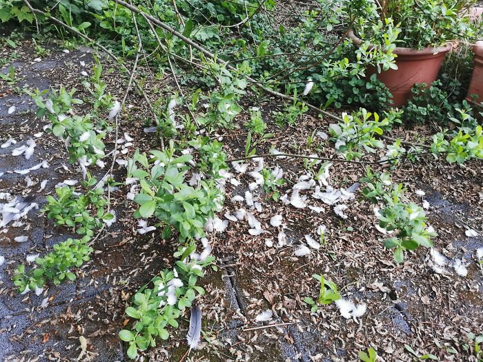 Guess My Pet: A) Dog B) Cat C) Hamster D) Snake. Ps: The Pigeon Luckily Escaped