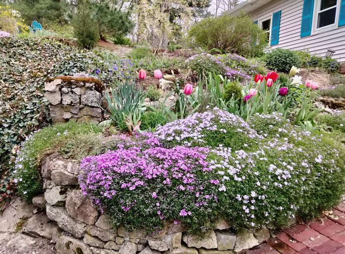 Phlox, Tulips, Lilies....