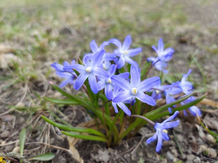 First Sighting Of Bluebells This Spring