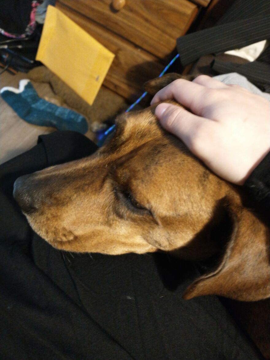 Seven Cute Photos Of My Dog That Might Help You Have A Better Day!