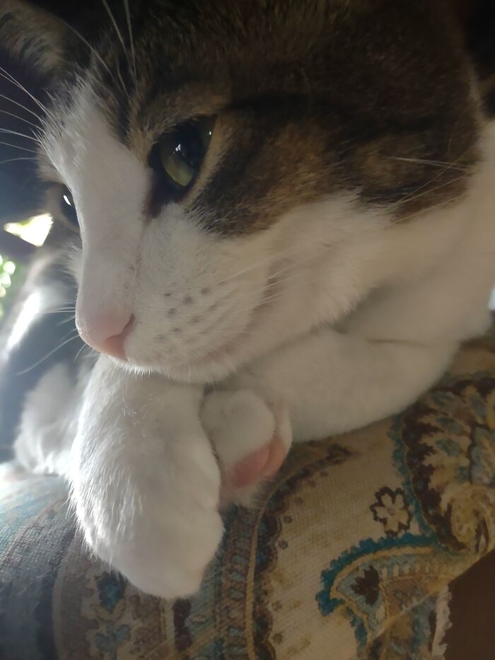 Three Feet Belonging To My Dexter Boy