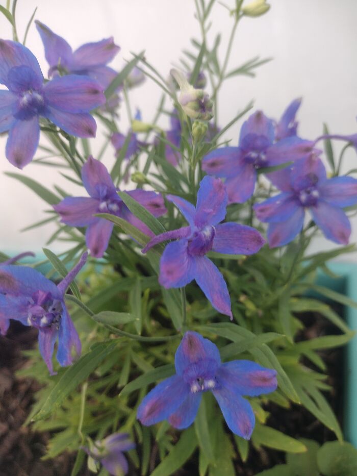 My Son Calls These "Tie-Dye" Flowers.