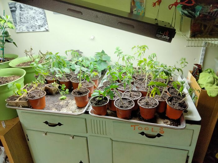 I Know It's Not Quite The Same, But These Are About 1/4 Of The Seedlings That Are About To Go Out Into Our Garden This Year Which Means It's Spring!