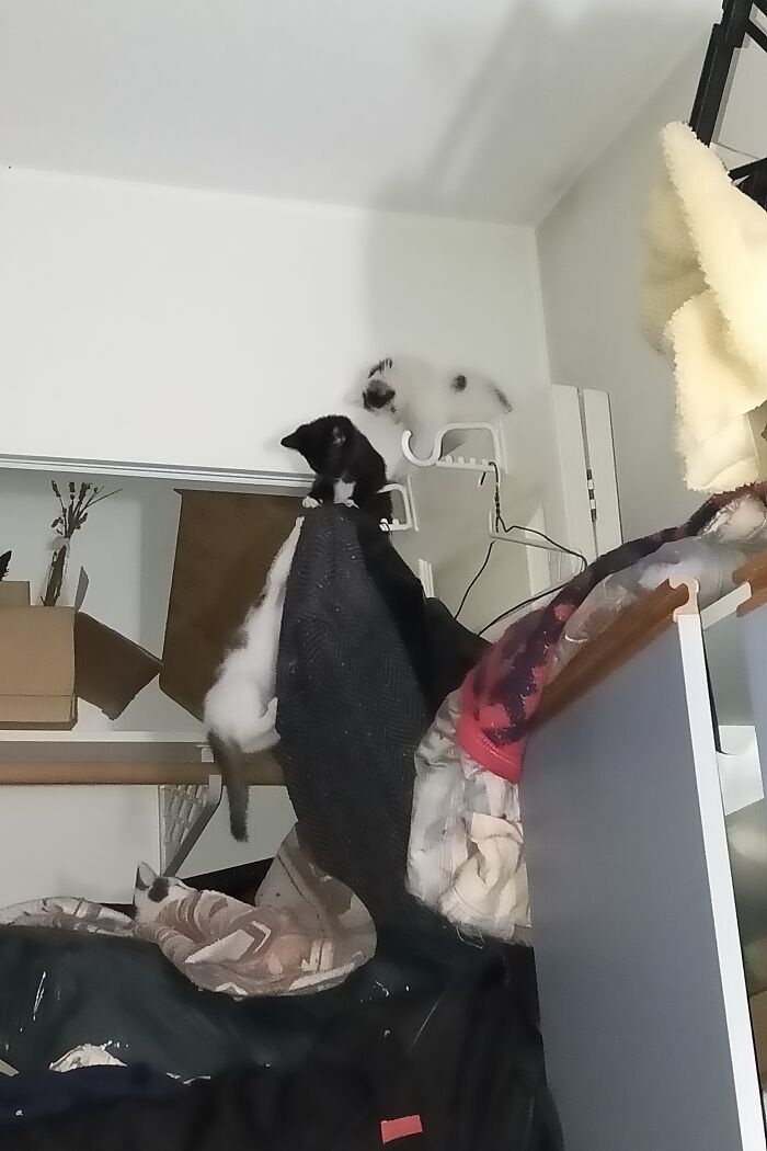 No Fear Of Hieghts Here!