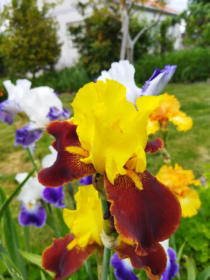 My Mum's Irises