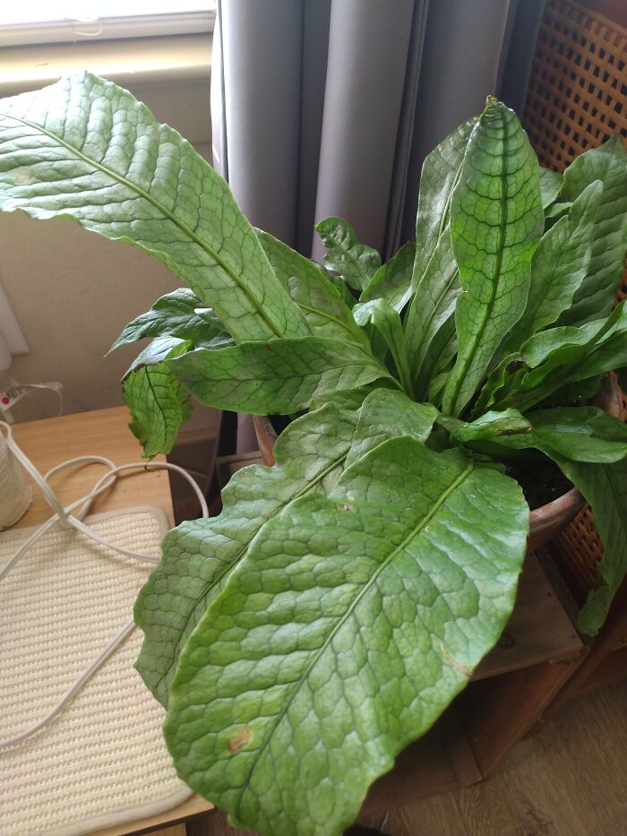 This Plant's Leaves Reminds Me Of Alligator Skin 🐊