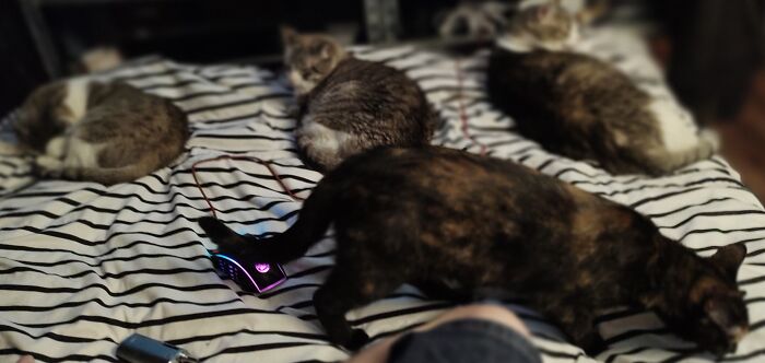 Left To Right, Lulu Larue (12f), Biscuit (9f), Mini Larue (7f) And Ms. Penelope Beasley (10months) In Front. All Strays We've Taken In, All Of Them Are Directly Related And Actively Dedicated To Stealing Our Bed..