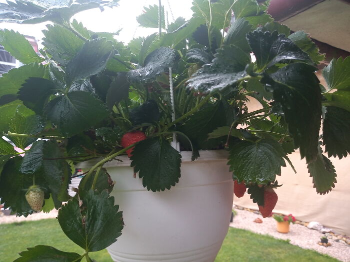 This Is My Son's (3) Favorite