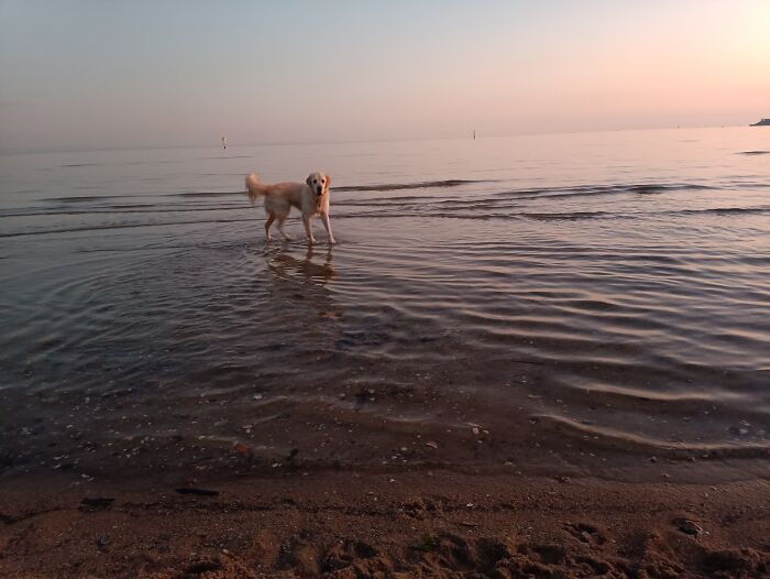 A Walk And A Swim With The Dog After Work. Seeing Banjo Sharks, Baby Stingrays And Snapper Everywhere, And Sometimes A Pod Of Dolphins Swims Past.