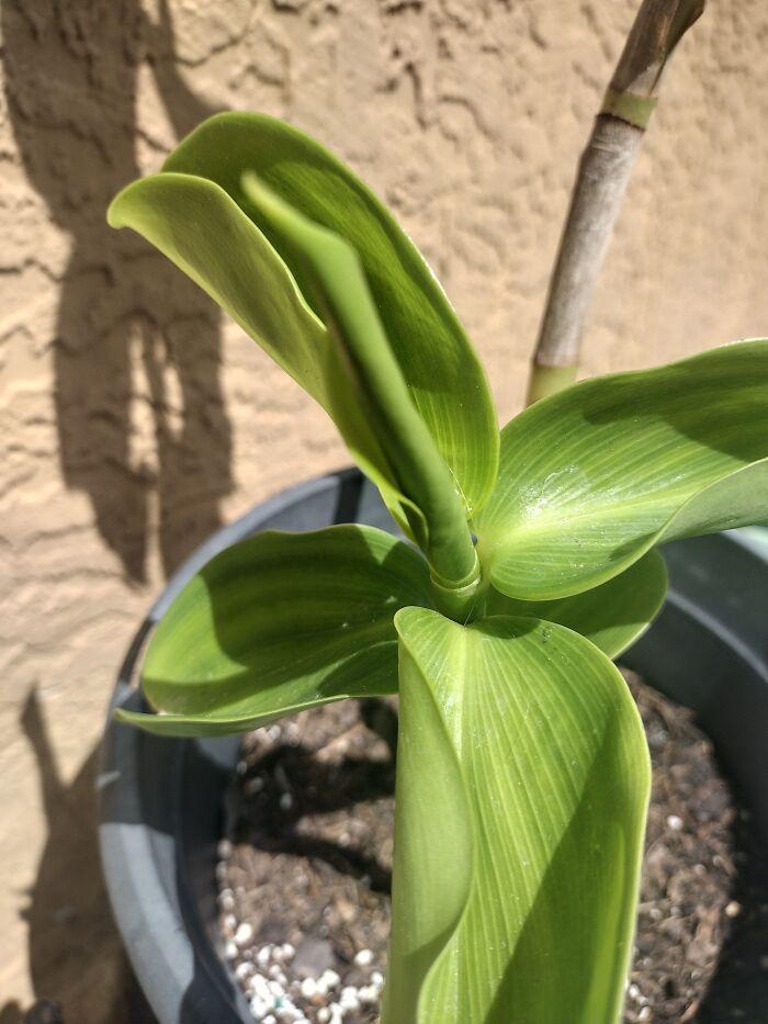 New Growth On My Shampoo Plant.