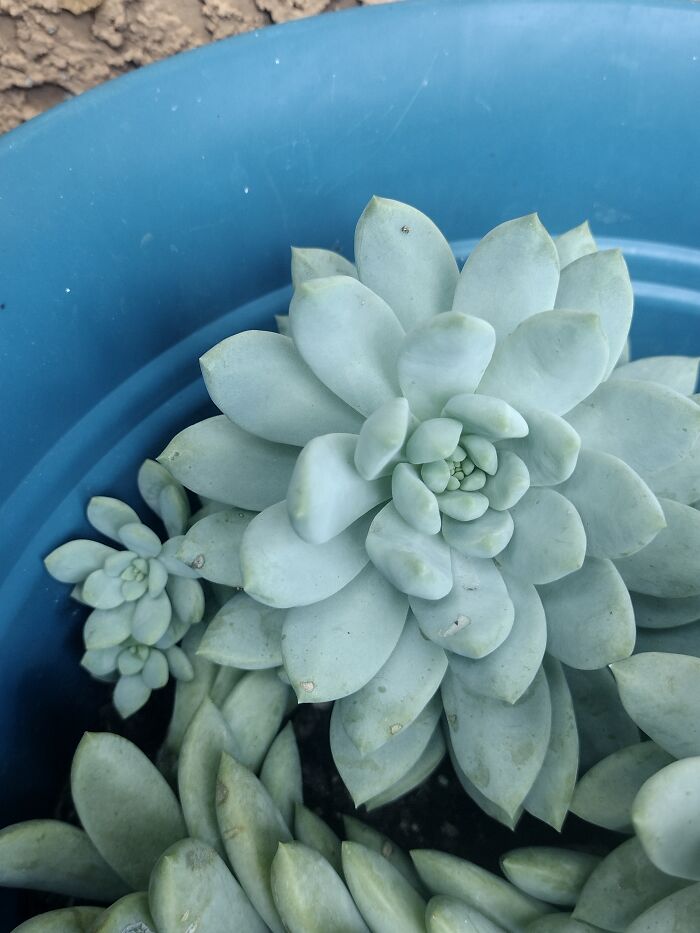 I Love The Little Baby Ones It Sprouts.