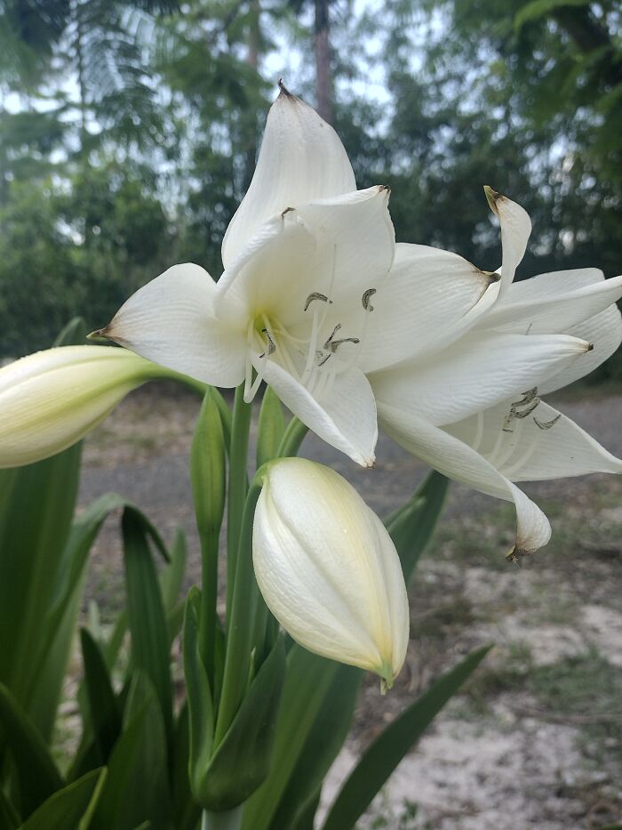 These Are Surprisingly Fragrant.