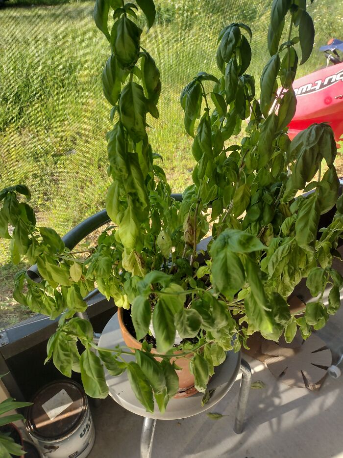 Holy Basil!