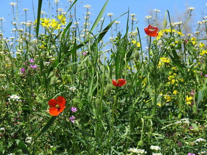 Spring Meadow, Pure Happiness :):)