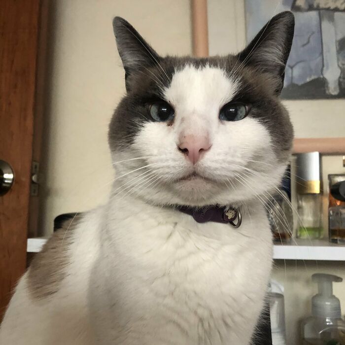 Maximilian I Of Mexico. House Emperor