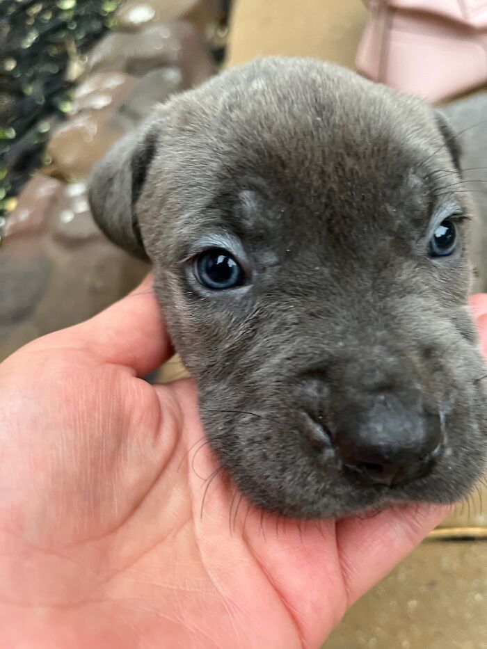 Blu, My Little Derpy Derp Derp