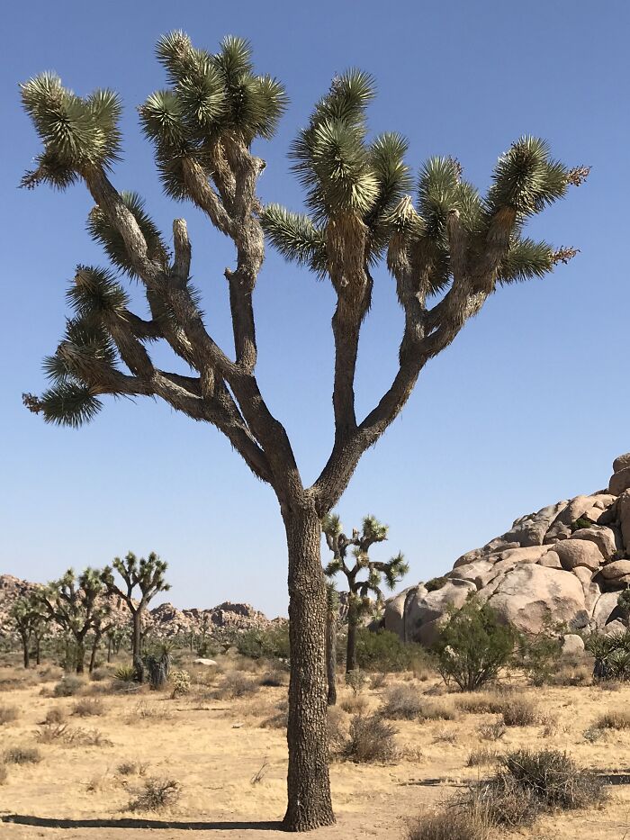 Joshua Tree