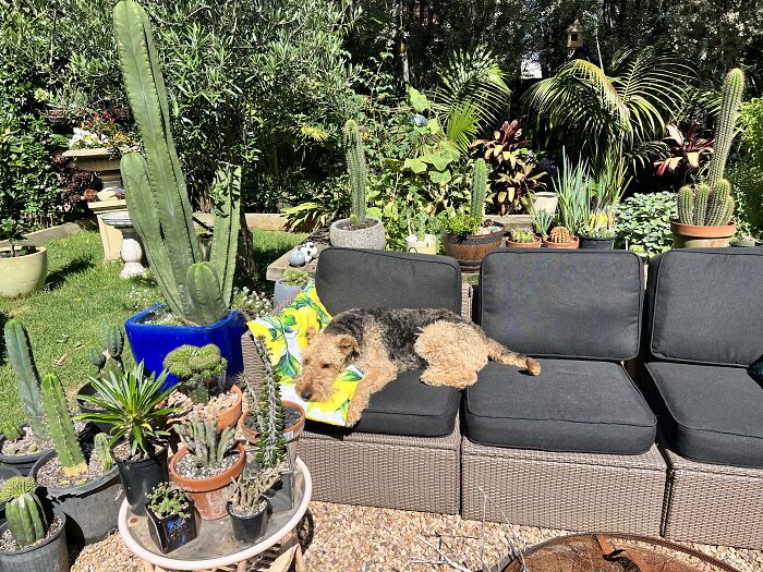 Clara Enjoying The Sun