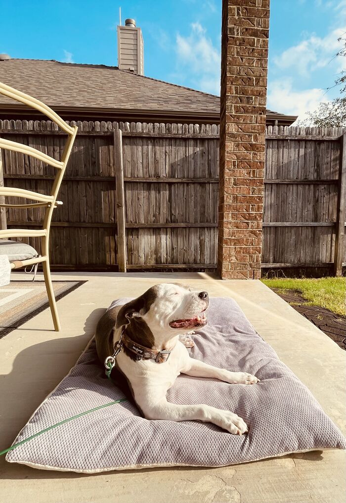 Then: Abused & Abandoned By A Breeder. Now: Queen Of The Backyard.