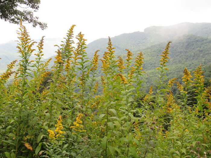 Some Flowers I Found Along The Blue Ridge Parkway