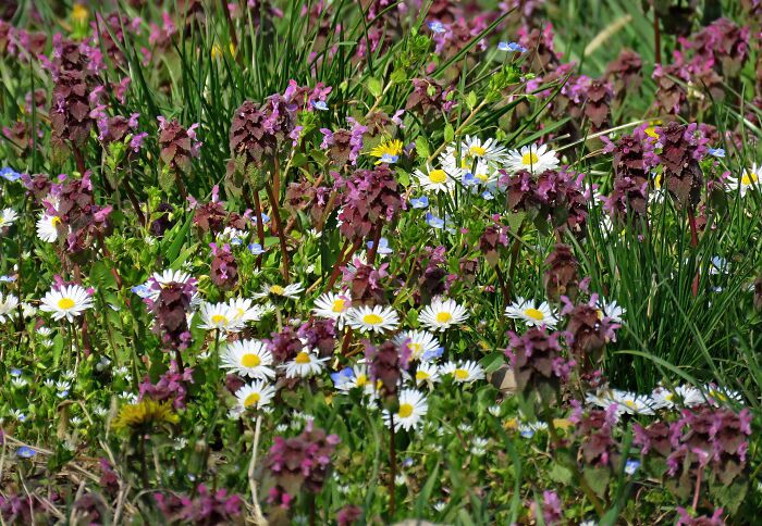 Meadow Flowers, All Kinds 🥰