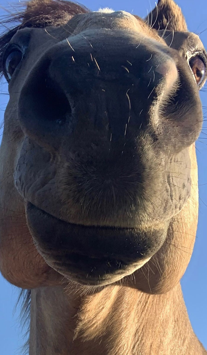 My Sister's Horse Obie. Short For Obie Wan Kenobi, And He's Apparently Part Giraffe