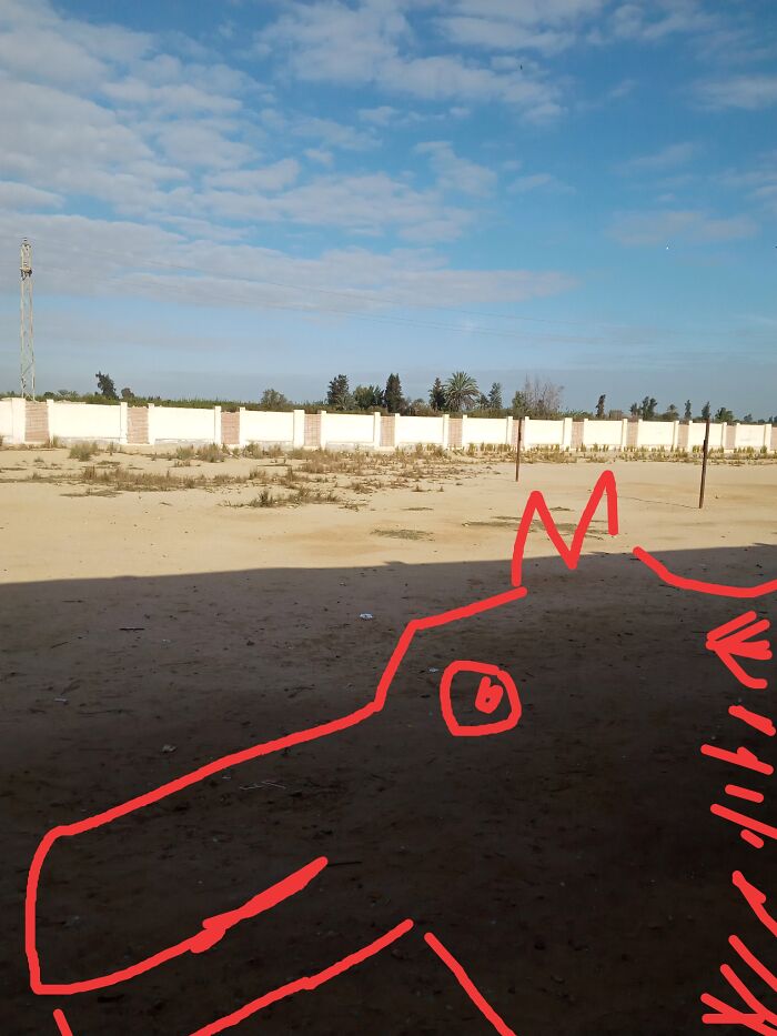 Does It Look Like A Horse?!