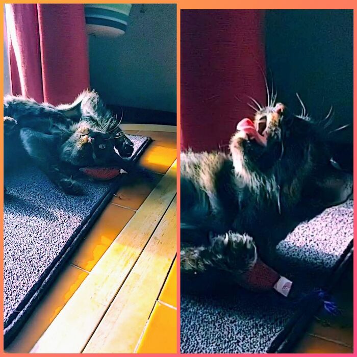 Cinder Showing How I Am In The Morning, Coming To Terms That Yes, I Do Indeed Need To Go To Work