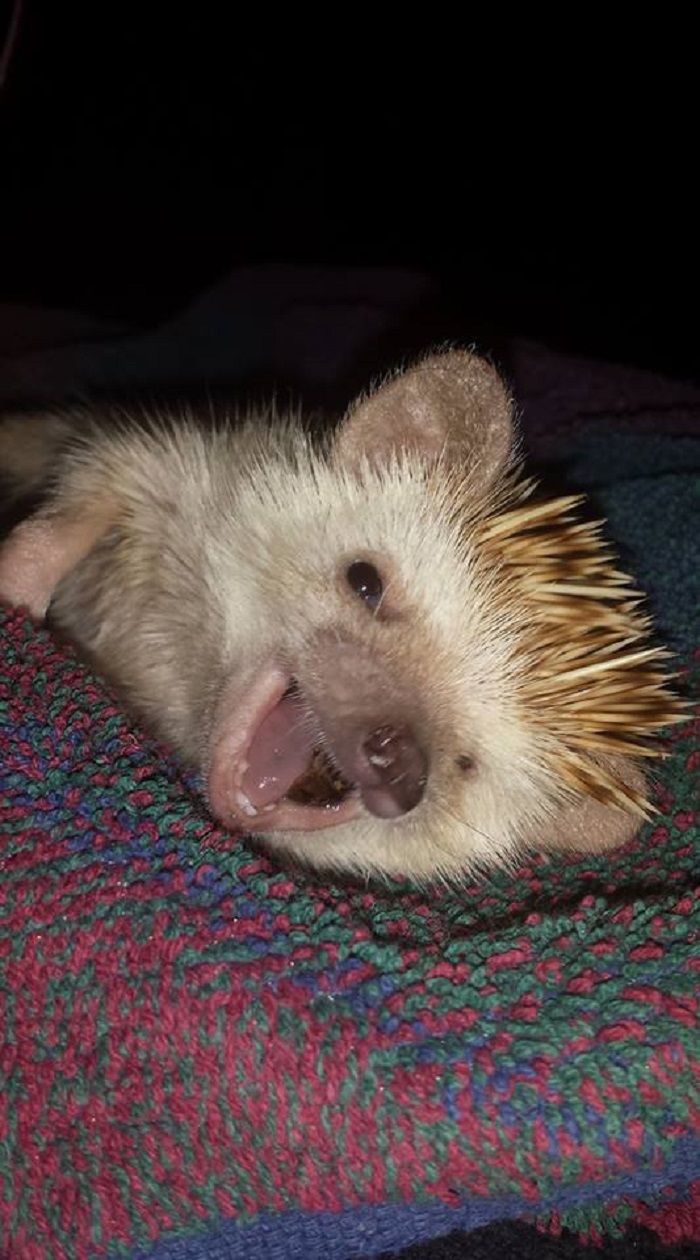 Koda The Happy Hedgehog!