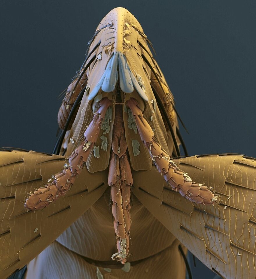 26 Macro Images Invisible To Human Eyes That Will Amaze Them 26 Macro Images Invisible To Human Eyes That Will Amaze Them