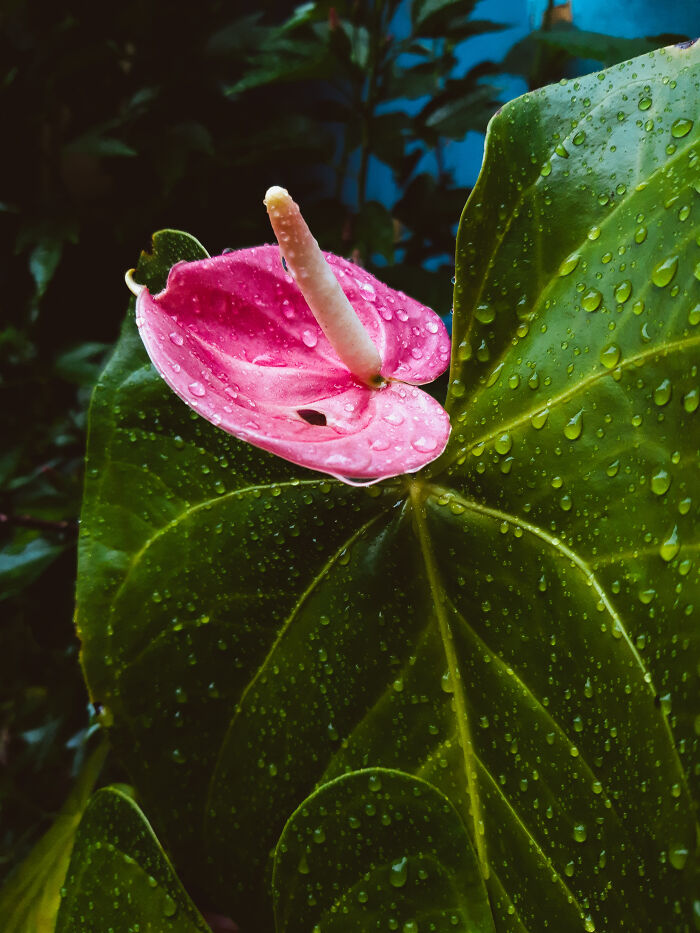 This Oilcloth Flower