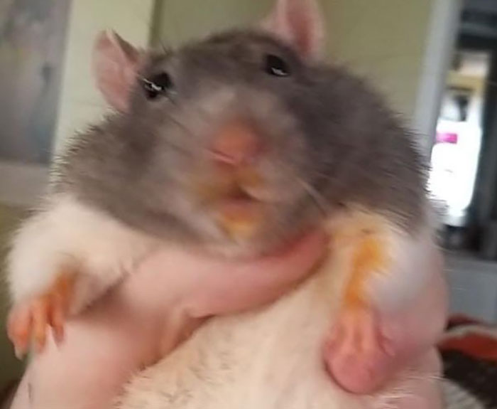 Legalize-Rats-Twitter