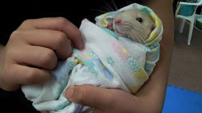 Legalize-Rats-Twitter