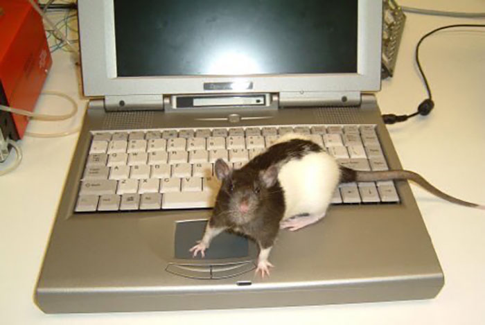 Legalize-Rats-Twitter