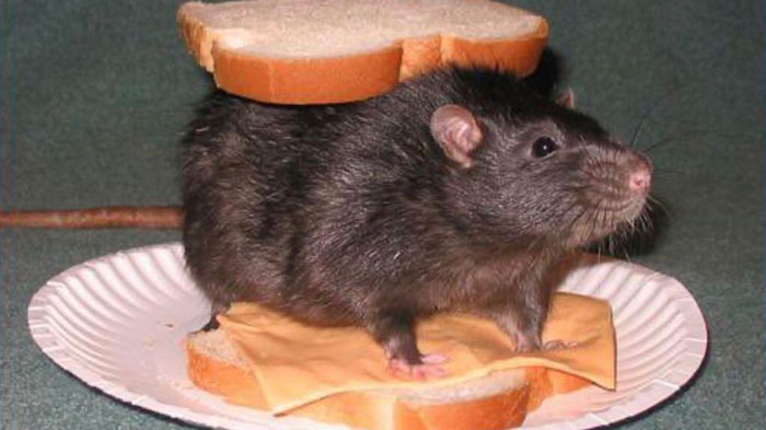 Legalize-Rats-Twitter