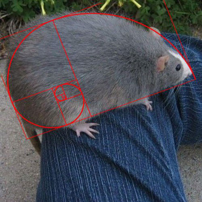 Legalize-Rats-Twitter