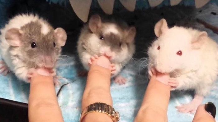 Legalize-Rats-Twitter