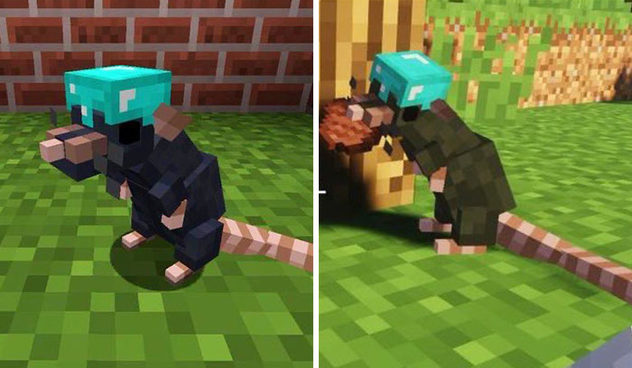 Legalize-Rats-Twitter