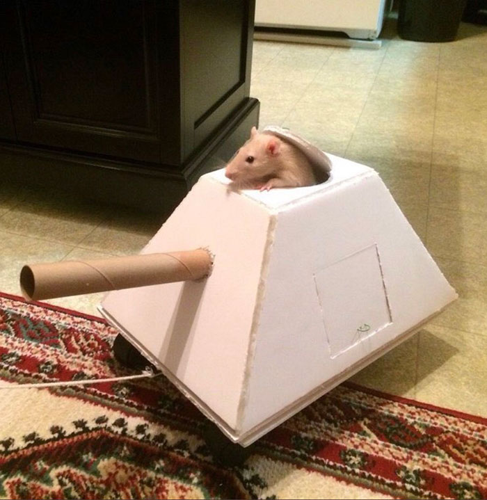 Legalize-Rats-Twitter