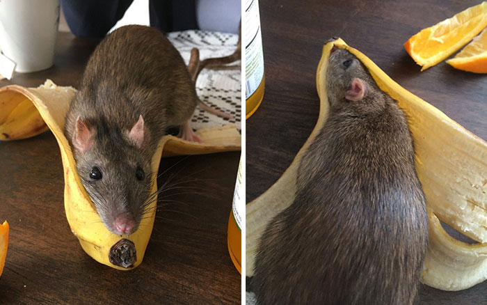 Legalize-Rats-Twitter