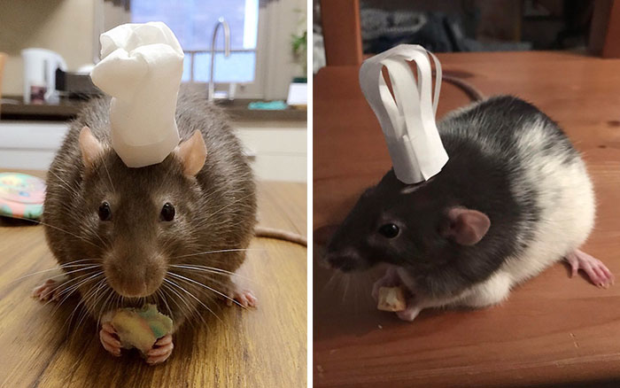 Legalize-Rats-Twitter