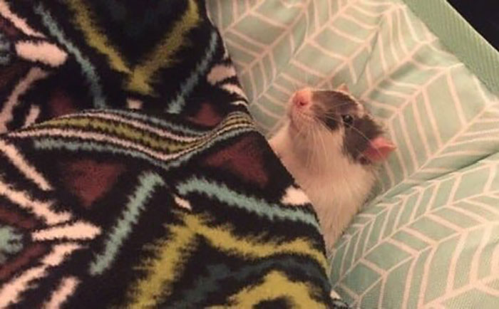 Legalize-Rats-Twitter