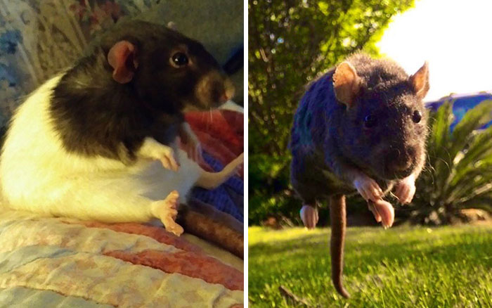 Legalize-Rats-Twitter